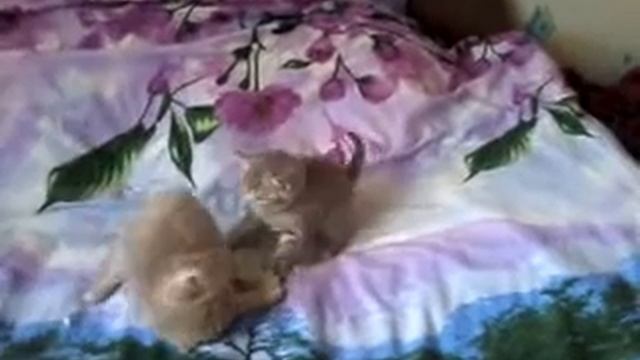 Британские Котята смотреть онлайн