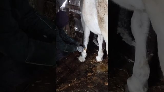 Қаппен аяқ байлау. 🐎🇰🇿confuse legs with a bag. 🐎🇰🇿 смотреть онлайн