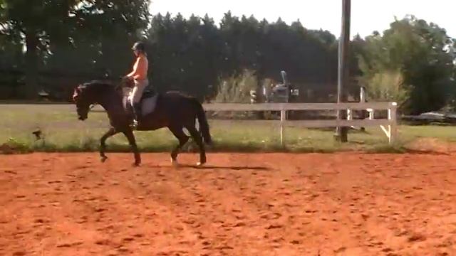 Randi Thompson. The Floating (Medium) Trot. Let's try it! Dressage смотреть онлайн