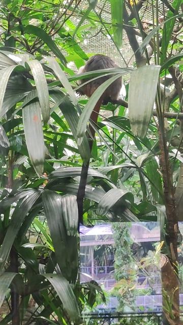 新加坡河川生態園 棉頂絨猴 смотреть онлайн