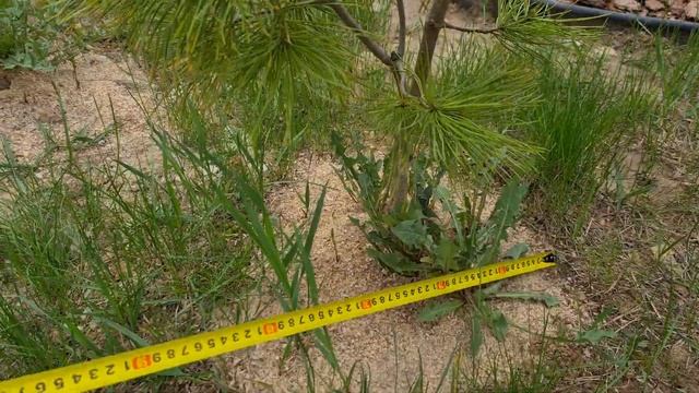 20240426. Корейские кедры и сибирская пихта смотреть онлайн