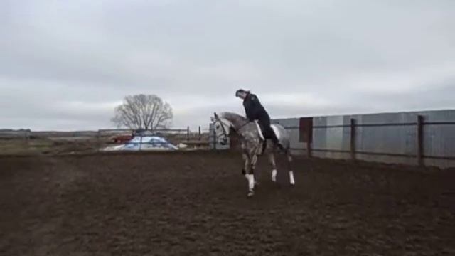 Валенсия (галоп 1)