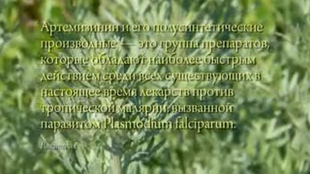 Полынь,за 16 часов смотреть онлайн