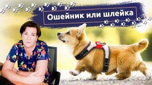 Ошейник или шлейка: Что лучше выбрать для прогулок с собакой?