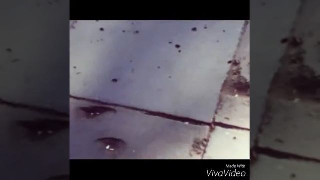 Курлык!! Голуби vs Воробушков смотреть онлайн