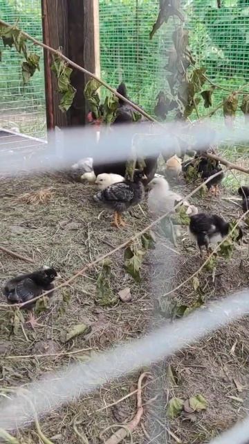 хорошо в селе родном,пахнет сеном и говном. Село, куры, петухи, попугаи, бройлеры, цыплята смотреть онлайн