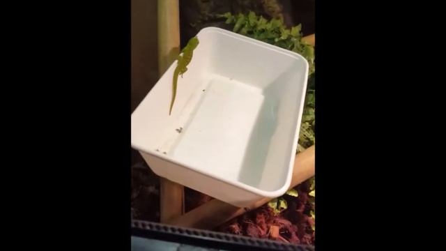 phelsuma grandis baby madagascar giant gecko смотреть онлайн