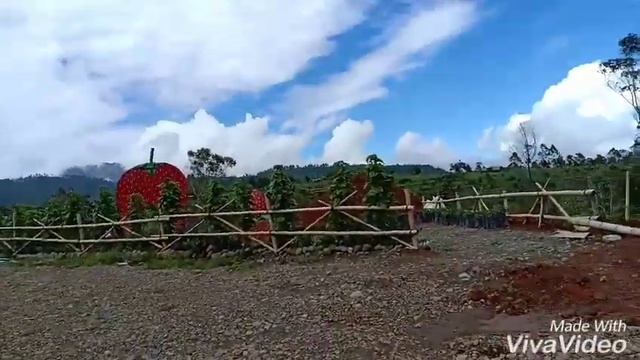 wisata petik strawberry terbesar @ malino смотреть онлайн