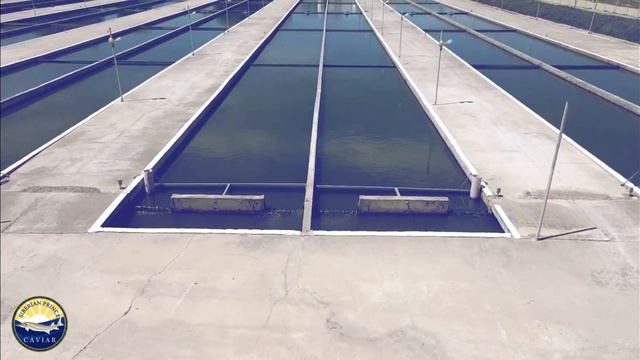 Siberian Prince - Sturgeon Farm смотреть онлайн