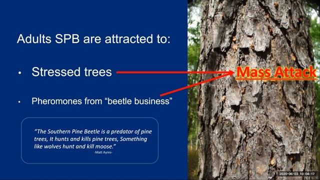 Southern Pine Beetle Training 6/3/2020 смотреть онлайн