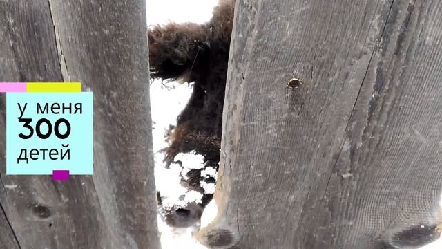 Свин смотреть онлайн