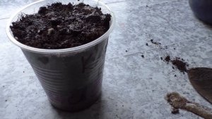 Как выращиваю катран