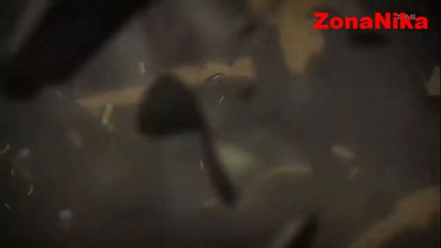 ATTACK ON TITAN - The Children Sing AMV смотреть онлайн