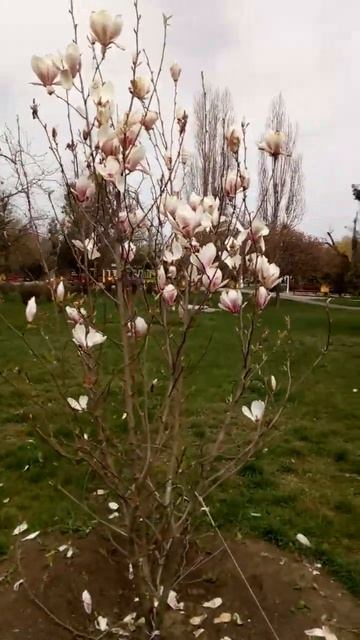 цветение магнолий(magnolia blossom) смотреть онлайн