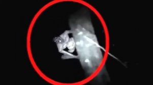 Топ 5 снятых ночных монстров😳🤪 на камеру!!!!