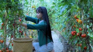 Пока помидоры не упали, соберите их все и получите что-нибудь вкусненькое — рубиновый кетчуп.