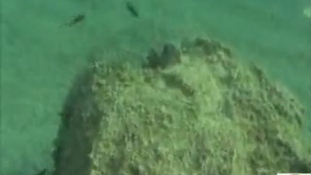 Immersione Porto Cesareo смотреть онлайн