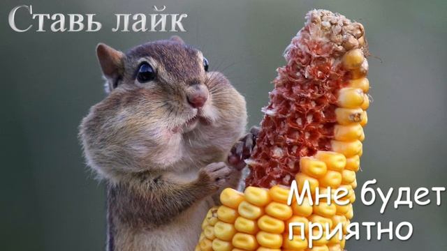 глупые коты