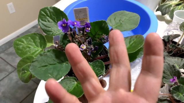 $1 African Violets For Beginners смотреть онлайн