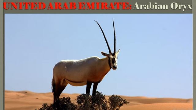 50 || National Animal And  State Animal