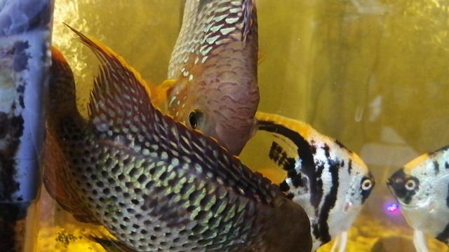 Акара бирюзовая 🐟