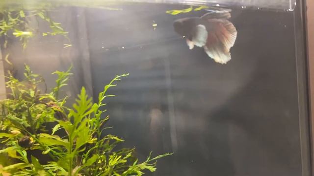 Tetra AquaArt 60l Half Moon Double Tail Kampffisch смотреть онлайн