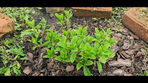 Снимаю укрытие с гортензий. Гортензии после заморозков обзор. #метельчатыегортензии#ванилафрайз