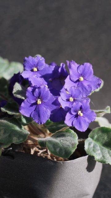 #shorts African Violet Free Techniques and Tips on Flowers & More Ideas смотреть онлайн