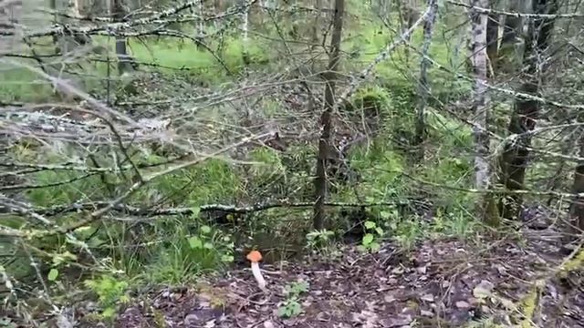 Первый красноголовик этого года! смотреть онлайн