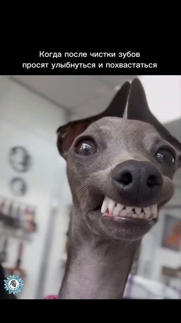Когда посе чистки зубов просят улыбнуться и похвастаться