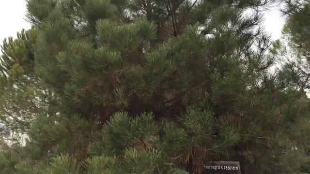 Pino negral o resinero (Pinus nigra) смотреть онлайн