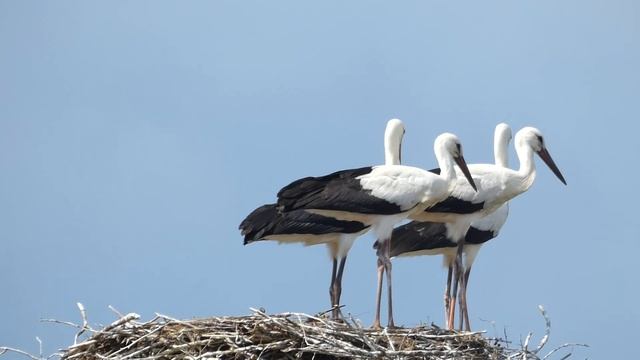 Умные аисты смотреть онлайн