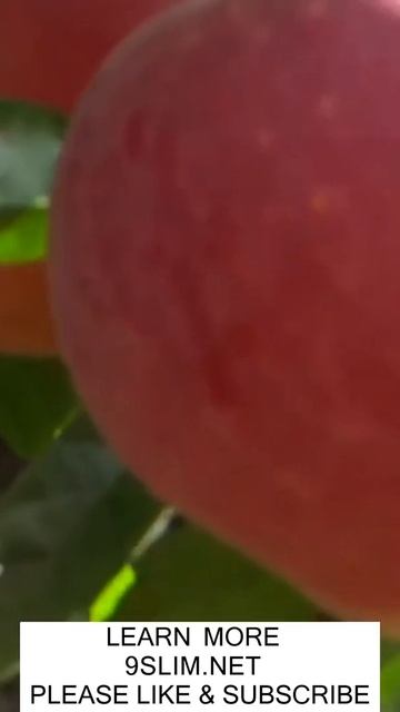 WEIGHT LOSS & FITNESS & DIET - Can Dogs Eat Apples? - Raw Diet For Dogs смотреть онлайн