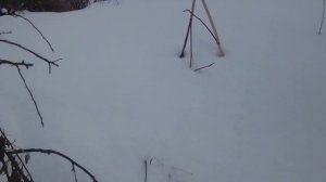 охота с пневматикой мр512«зимний голубь»