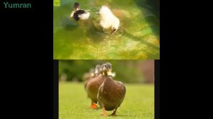 Звук Уток и Утят