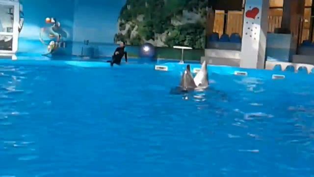 Аль Фараби и дельфины!(10) смотреть онлайн