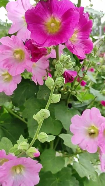 летние цветы #мальва #квіти #цветы #flowers