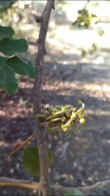 انخفاض ثمن الخروب #شجرة_الخروب #Carob смотреть онлайн