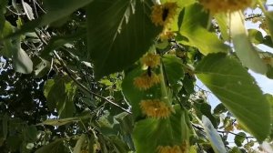 ЛИПА ПРОДОЛЖАЕТ ЦВЕСТИ И ДАВАТЬ НЕКТАР.