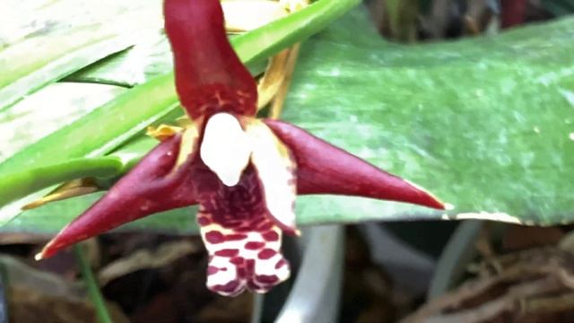 AN ORCHID A DAY EPISODE 237 I YELLOW MAXILLARIA TENUIFOLIA #orchidgreenhouse смотреть онлайн