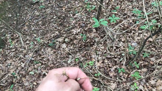 In Forest Lonicera Japonica-Caprifoiului,  Mana Maicii Domnului In Padure