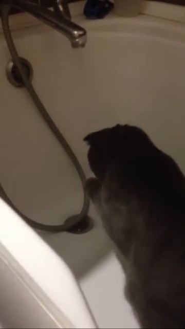 Котэ умывается в ванной смотреть онлайн