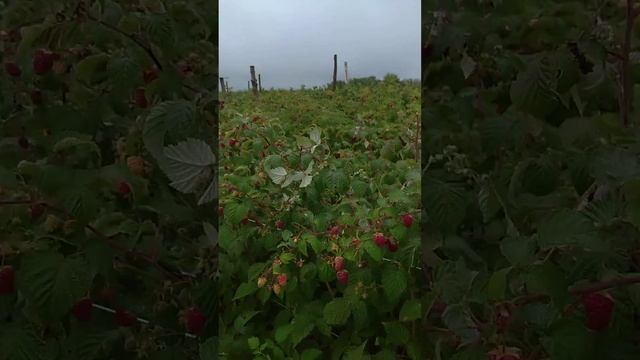 Малинова Гряда смотреть онлайн