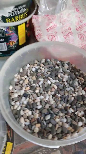 лечуза за 100р килограмм 😳 #комнатныецветы #цветы #лечуза