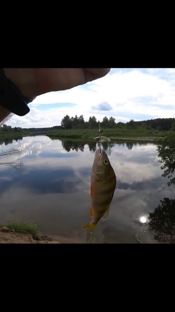 Что за черные точки на коже окуня #рыбалка #неман смотреть онлайн