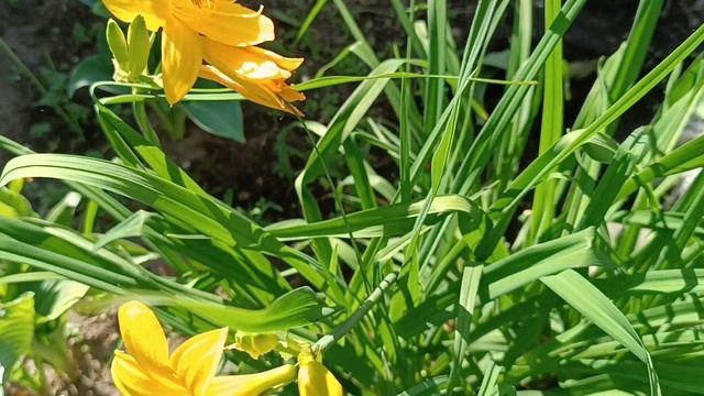 Лилейник желтый ранний смотреть онлайн