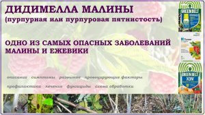 Дидимелла малины или пурпурная пятнистость. Обзор на опасное заболевание малины и ежевики. Лечение