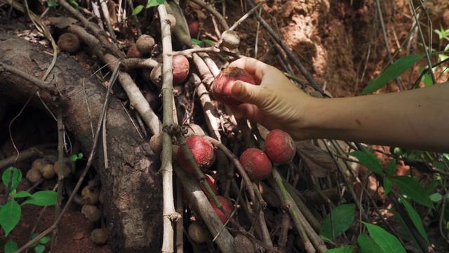 阿盆姐的Vlog｜带着大王，到云南深山里采藏在树根里的蜜果～【滇西小哥】