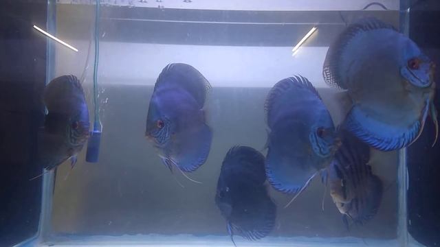 Discus- cobalt blue High body смотреть онлайн