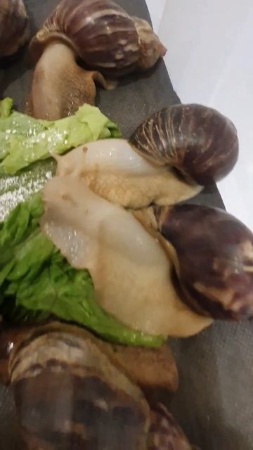 #черепашки #съемки #животные #улитки #кошки #рыбы #мадаут2 #игры смотреть онлайн